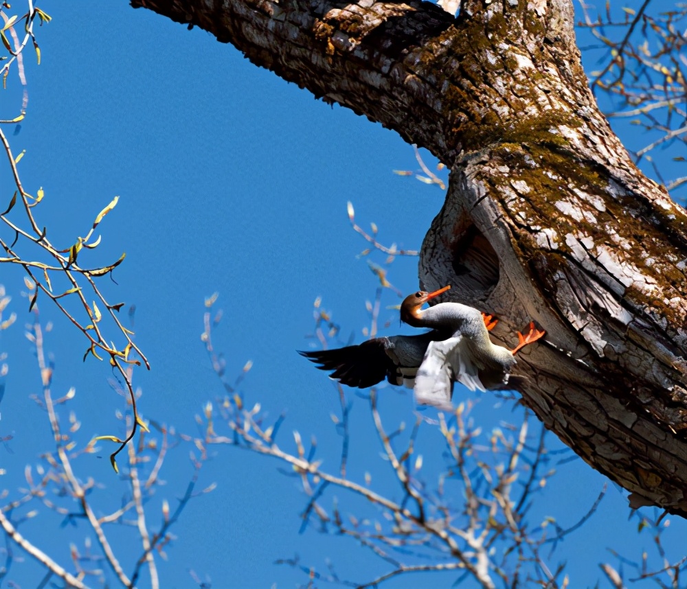林草科普|樹洞：動物想有的家