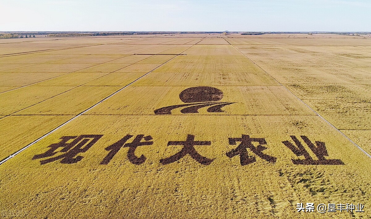 建三江，寒地水稻万亩地号，将为全国现代农业发展提供样板