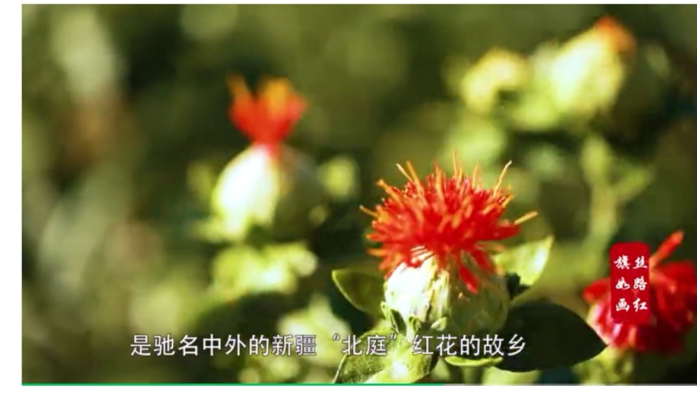 【跋涉边境 亲吻祖国】58、奇台：红花似火的边境县…