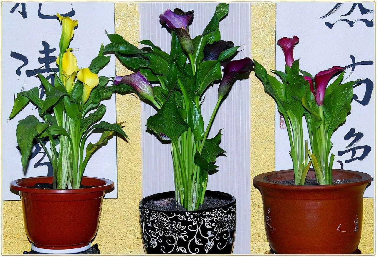 These "4" flowers are poisonous!Don't ask for it for free!If you have a