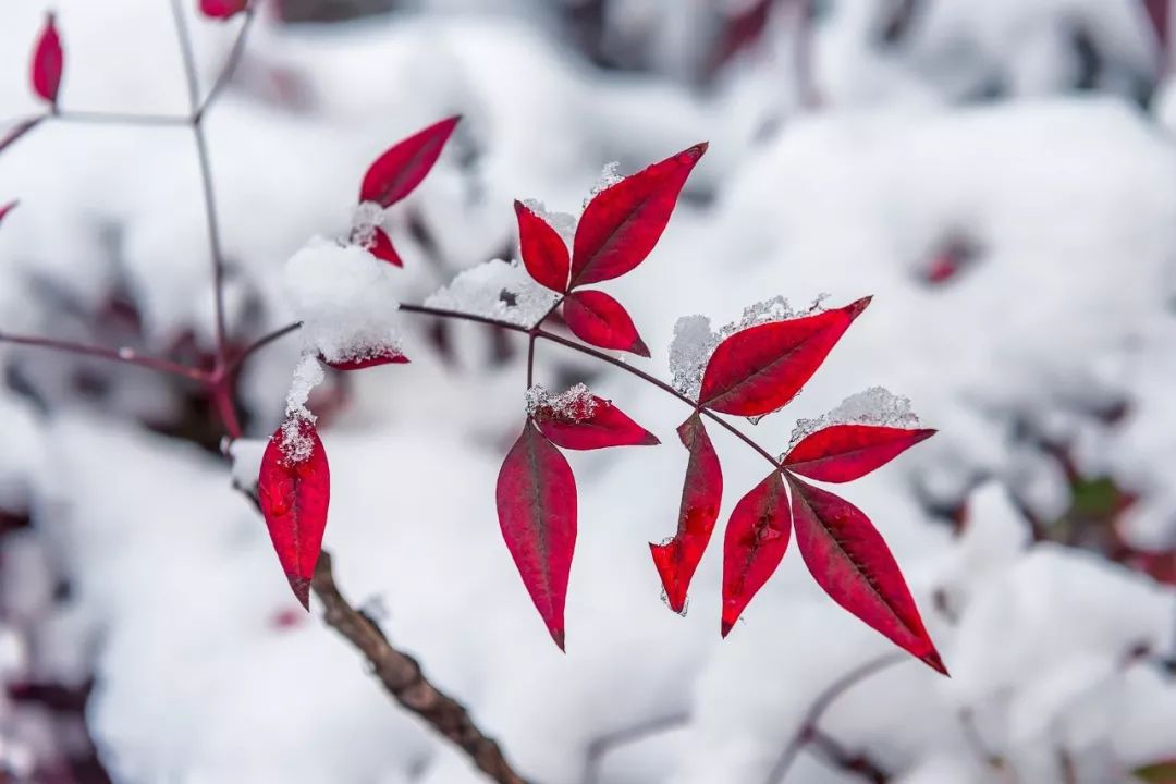 100句雪诗词，遇见最美冬天-第18张图片-诗句网