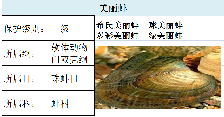 国家最新水生野生保护动物名录（共计三百余种），第2期