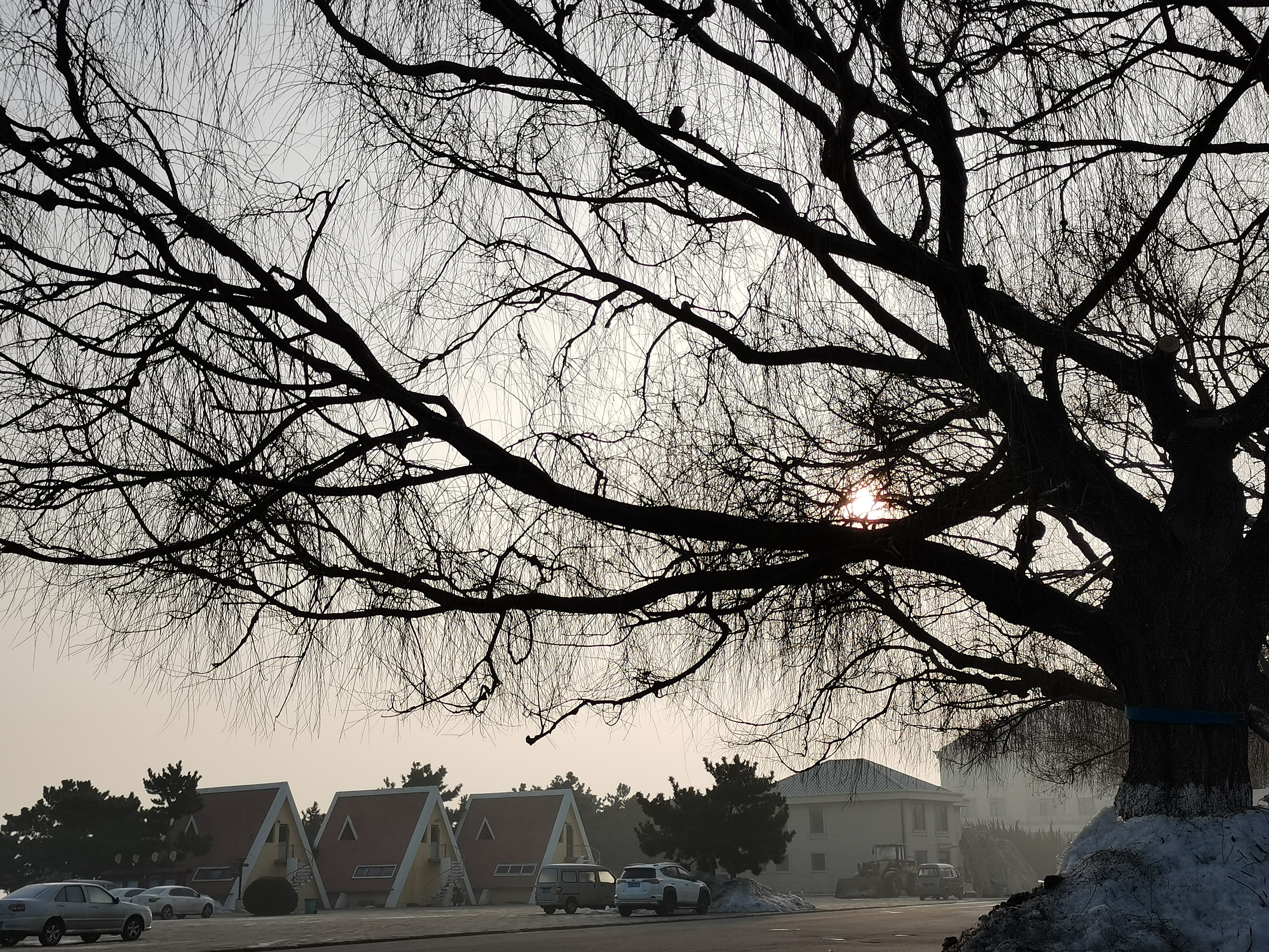 《念，白雪》诗：赫唯伯（字 安峰）影：赫安峰