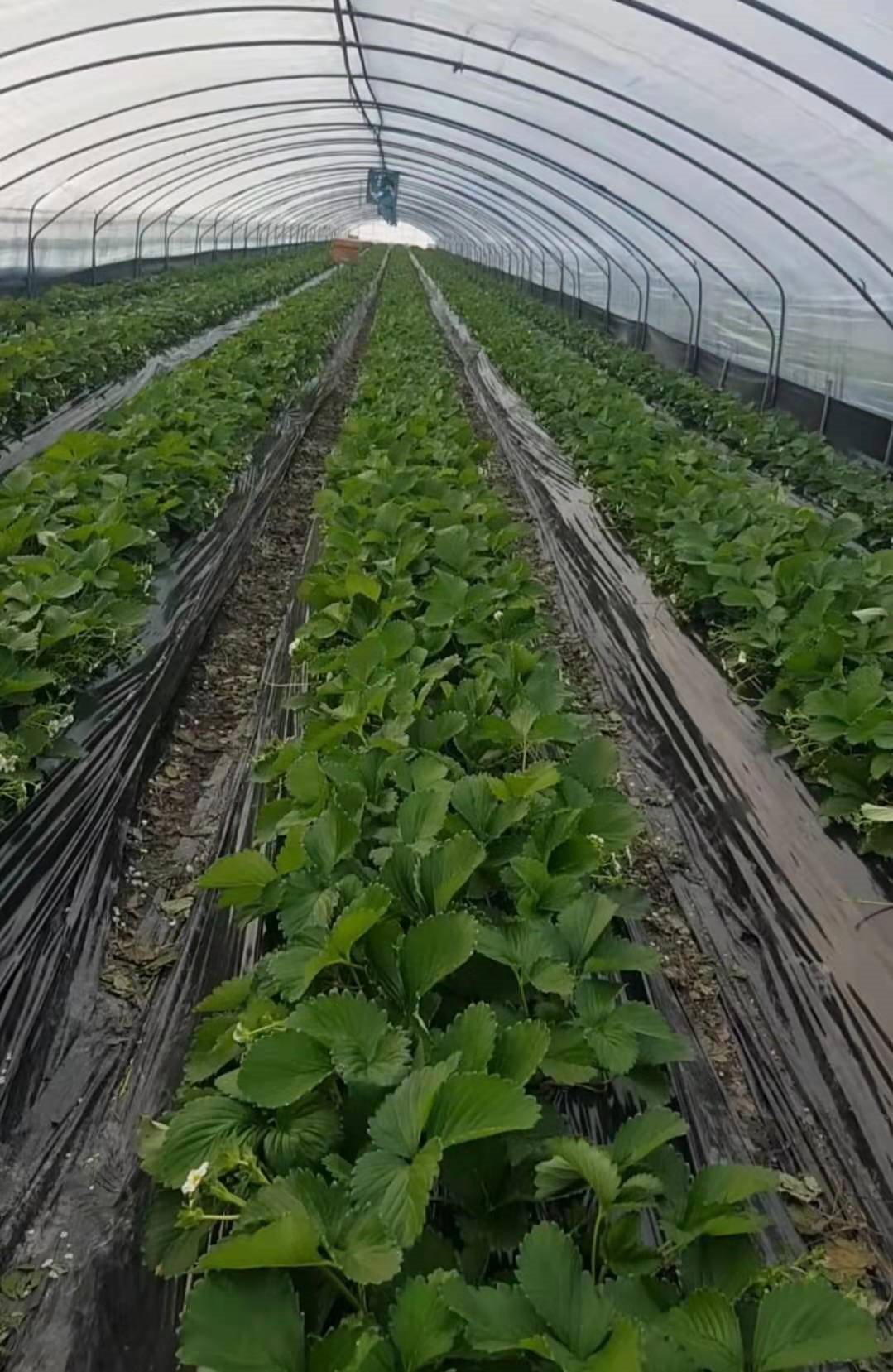 薄膜塑料温室大棚水幕保温方法你知道吗？现代农业种植妙招
