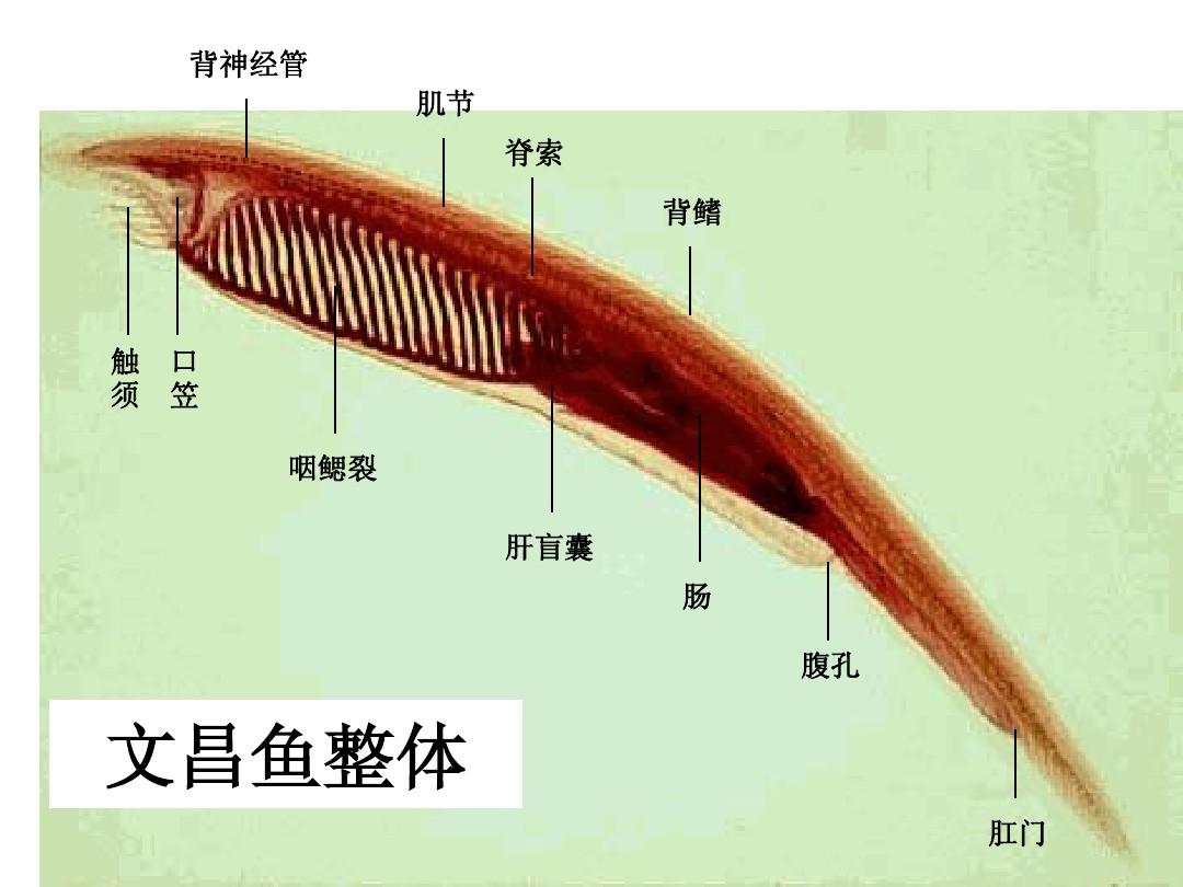 似魚(yú)非魚(yú)，種類(lèi)不多，卻在動(dòng)物界地位特殊