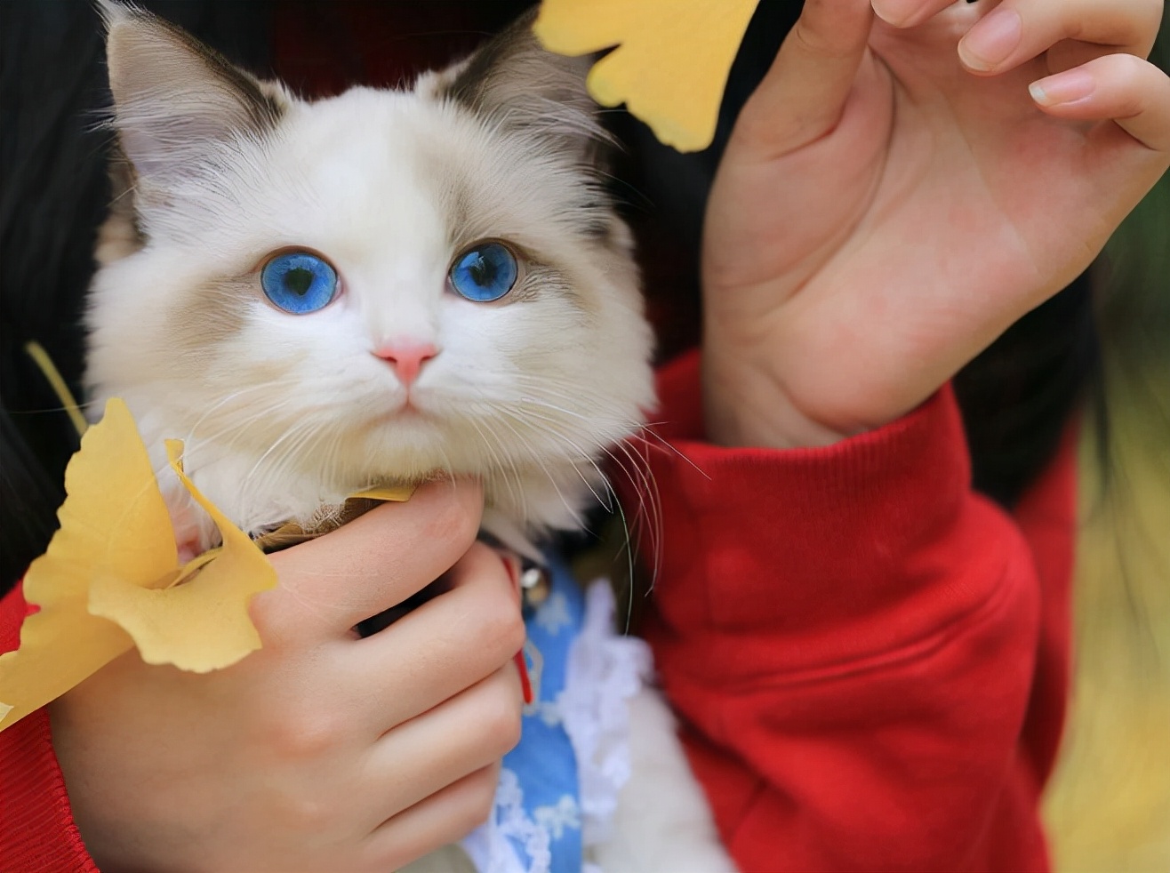 Why are Ragdoll cats less and less I want to