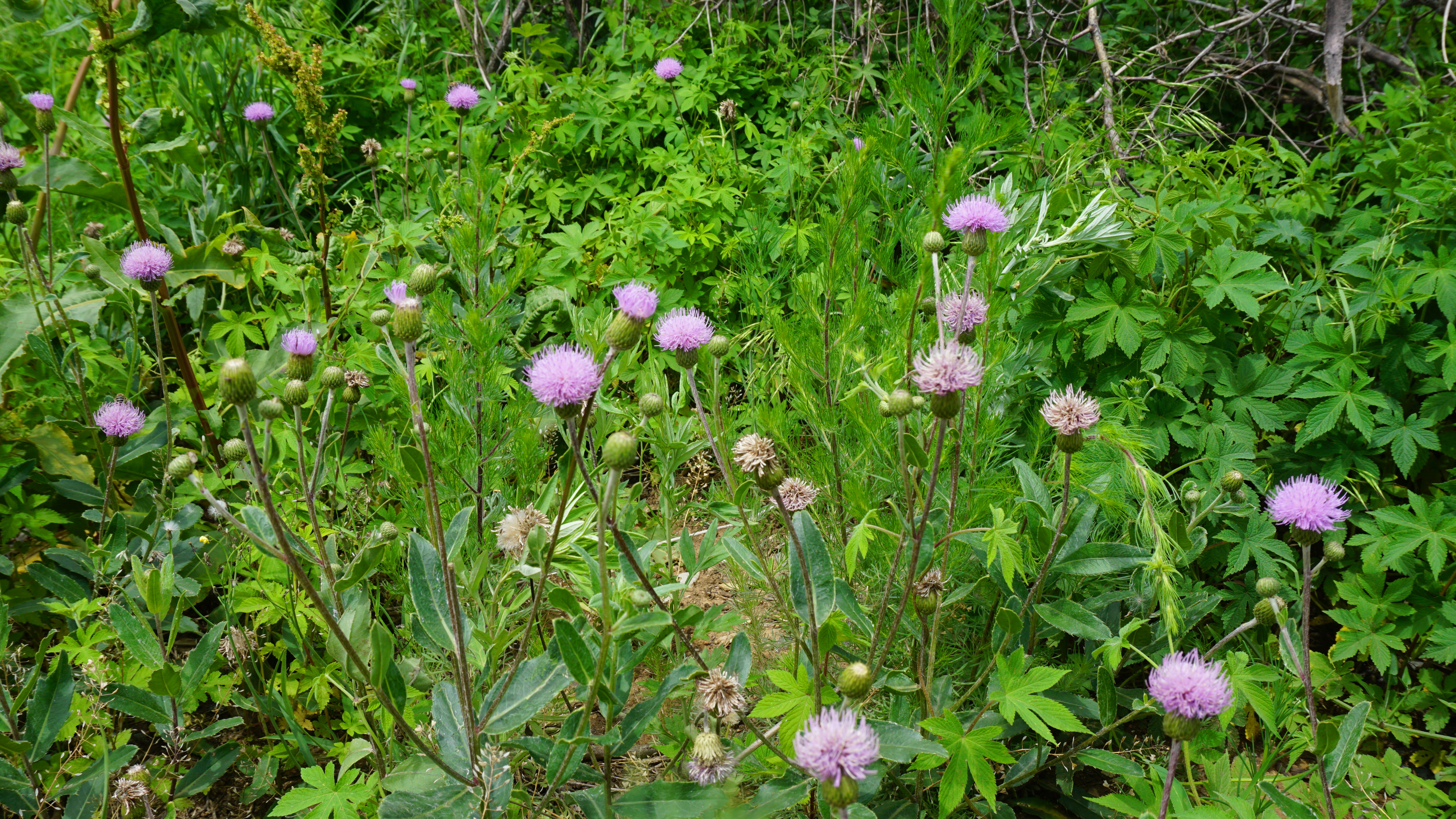 九峰相连 青山环抱 风光秀美的大连安山寺