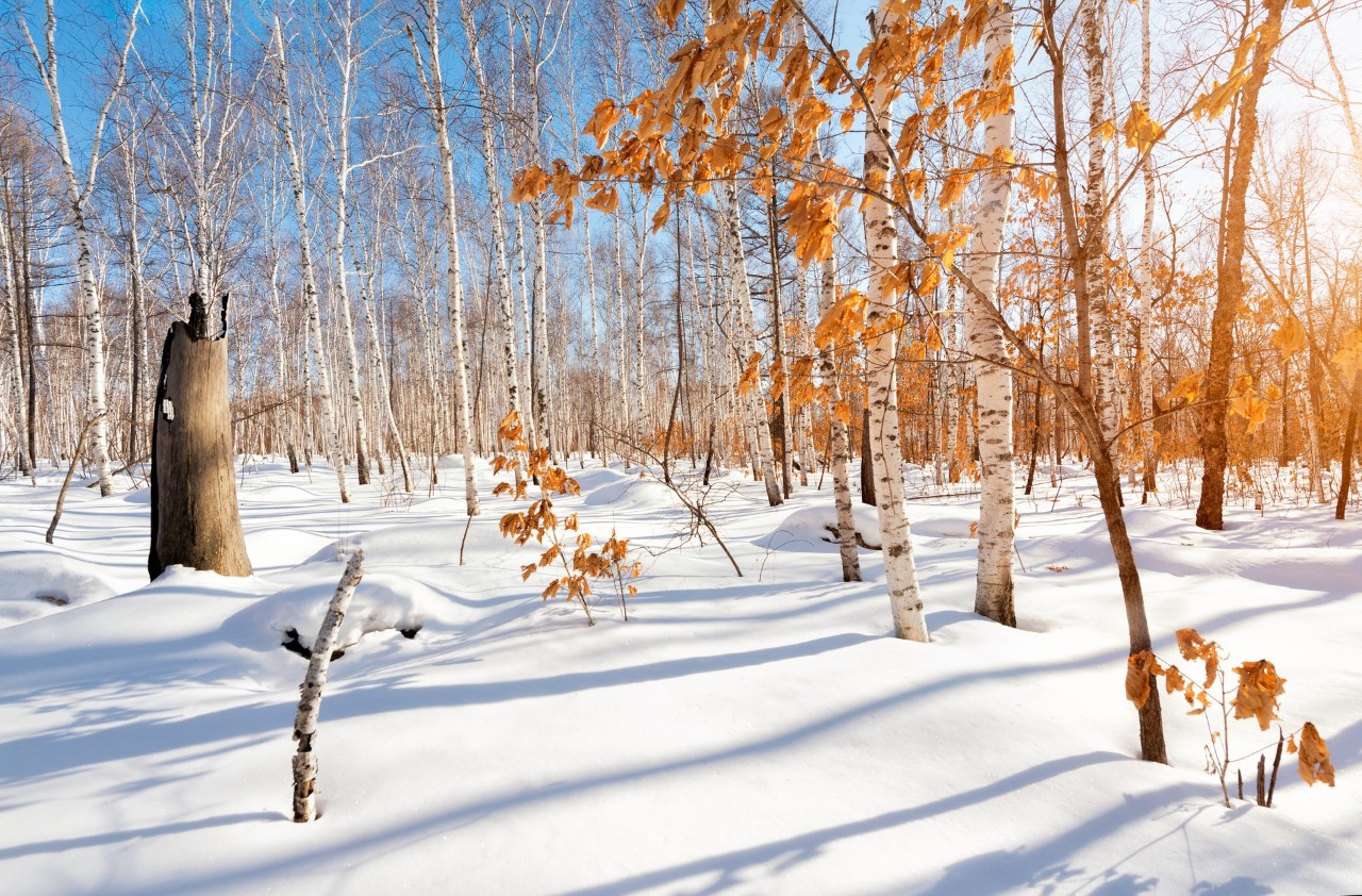 8首冬日诗词，写尽冬日之美：岁月寒凉，因你温暖-第4张图片-诗句网