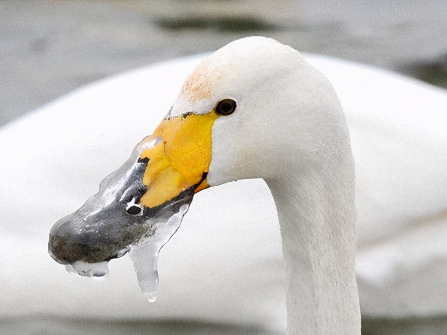 Many people in the United States froze to death in the cold wave. How