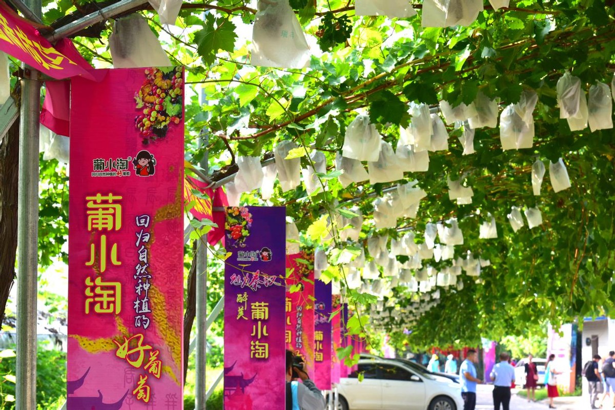 等你来摘！秦汉新城葡小淘的葡萄熟了！陕西农业品牌