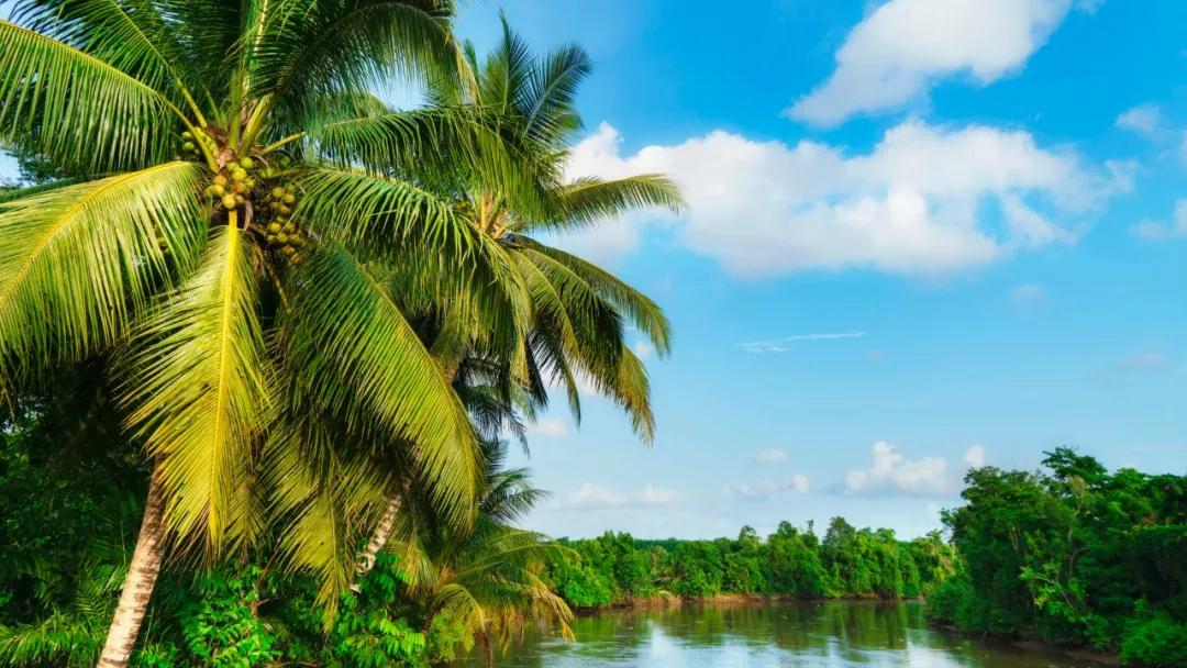 海底椰并非生于海底,滋润除燥好处多