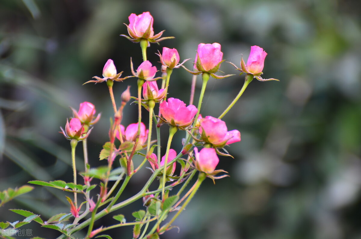 天气转暖 建议少买4种花 观花时间短不说 还难度夏 花草管家妖妖琳 Mdeditor