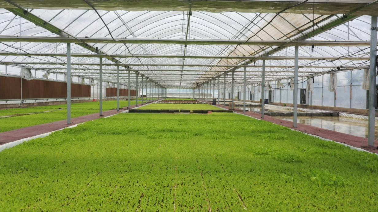 青华镇人大代表：当好服务产业项目的“店小二”