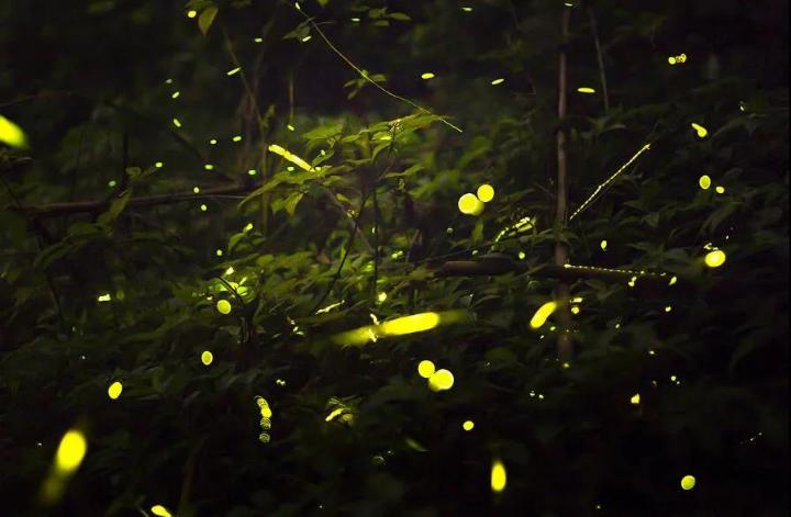 双晒|沙坪坝：“双晒”直播正式亮相！晒出城市山水颜值和精神气质