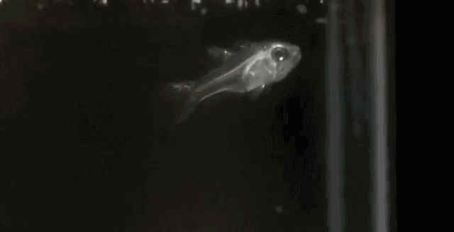 Fire-breathing fish: can spray blue flames in the water, but in fact it ...