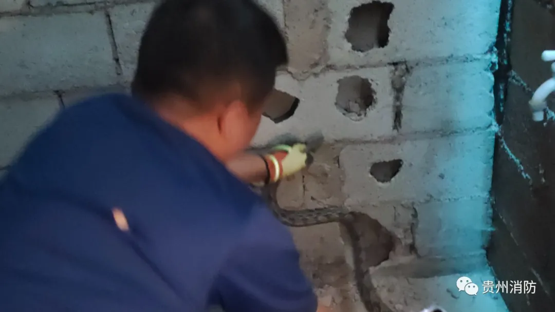 贵阳市中心,蛇出没!医院、超市都不放过