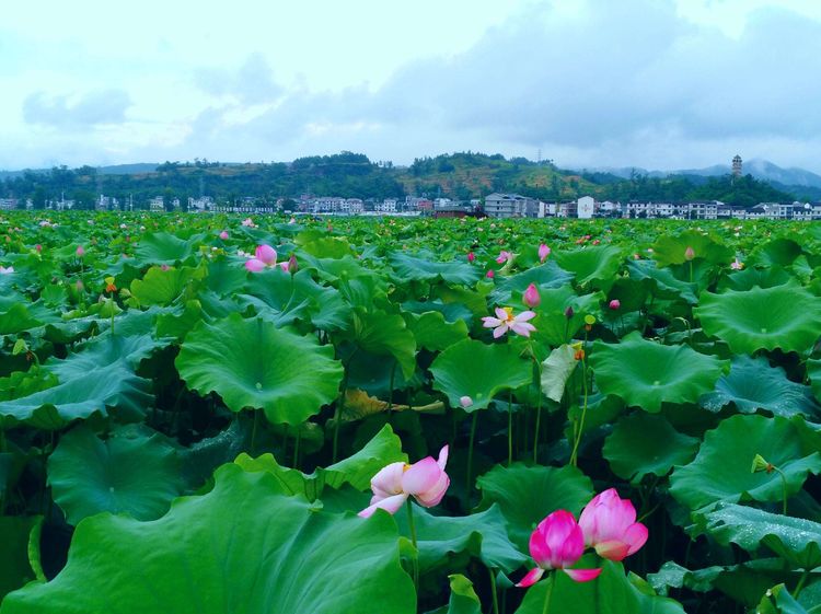 女叛徒為50000美金出賣同誌，周恩來下令鋤奸，結局如何