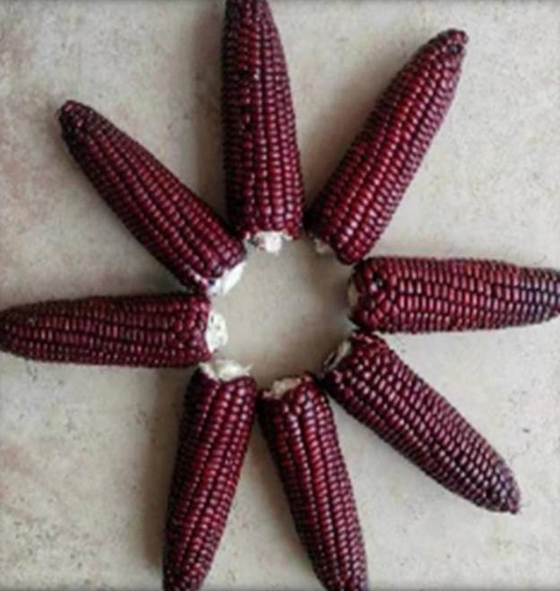 “百万种子”在沪签约转让 上海研发鲜食玉米取得重要突破