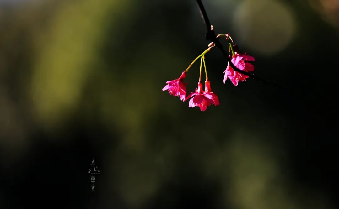 钟花樱桃 地地道道中国本土早春樱花 还是很多日本樱花杂交亲本 小山文艺植物美学 Mdeditor