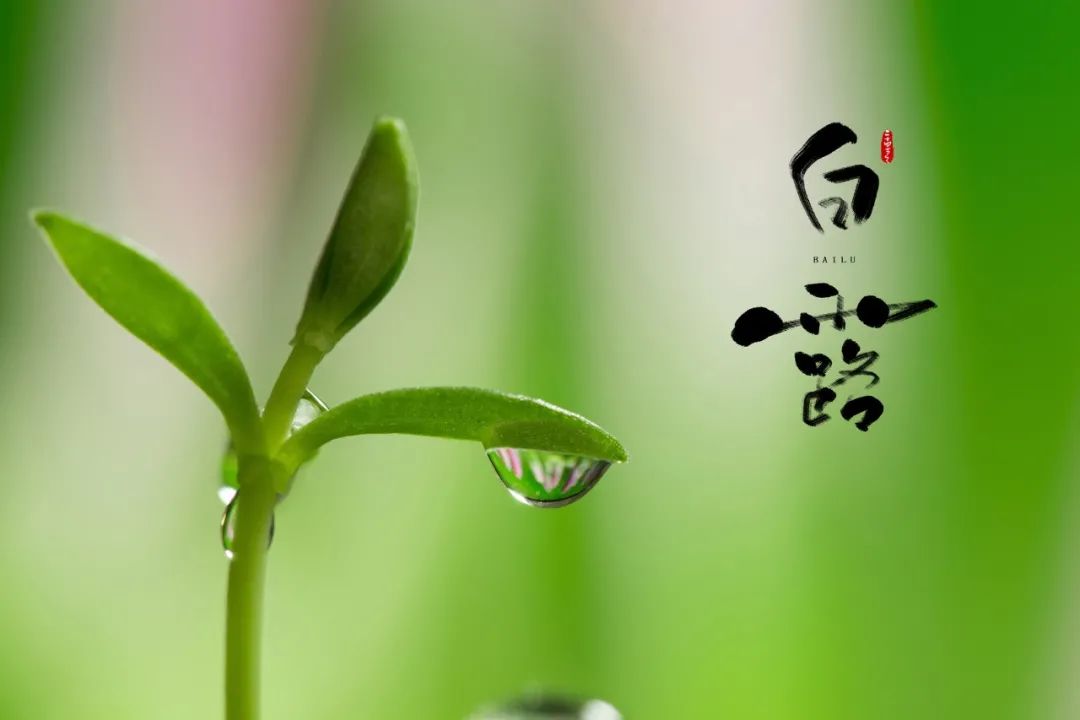 10首最美白露诗词，秋风起，夜微凉，愿君无恙-第1张图片-非凡网