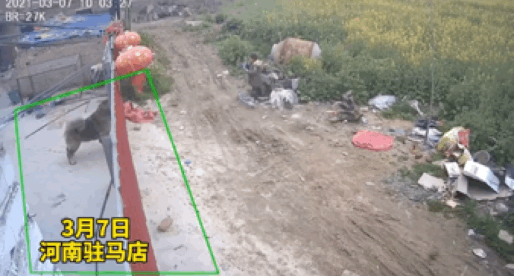 男孩挑衅大型犬，不料狗狗破门而出，将男孩扑倒，幸好狗狗讲武德