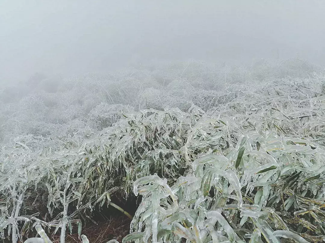 不用去看故宫的雪！钱塘江畔的冰雪霸屏了……美翻了整个江南！