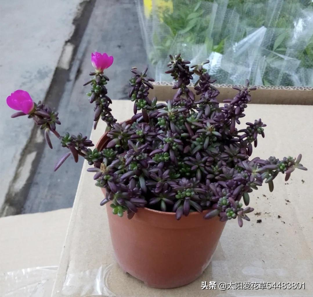Sprouting Purple Rice In summer, plant a pot of succulent purple rice with beautiful flowers ...