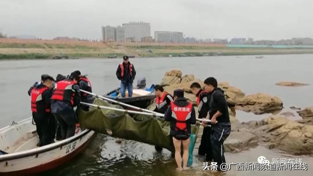 误入梧州西江的中华白海豚不幸死亡,尸体将被