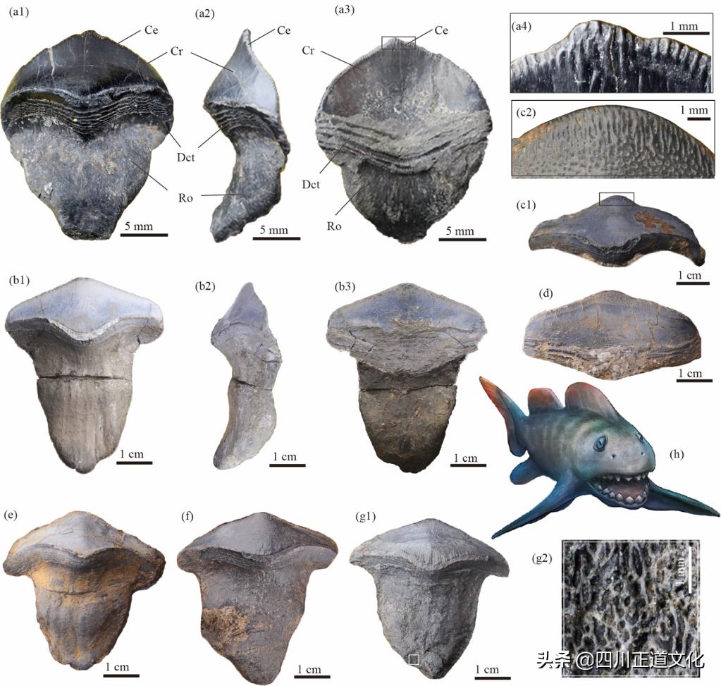 Leonodus China first discovers prehistoric ferocious shark fossil 290 million ...