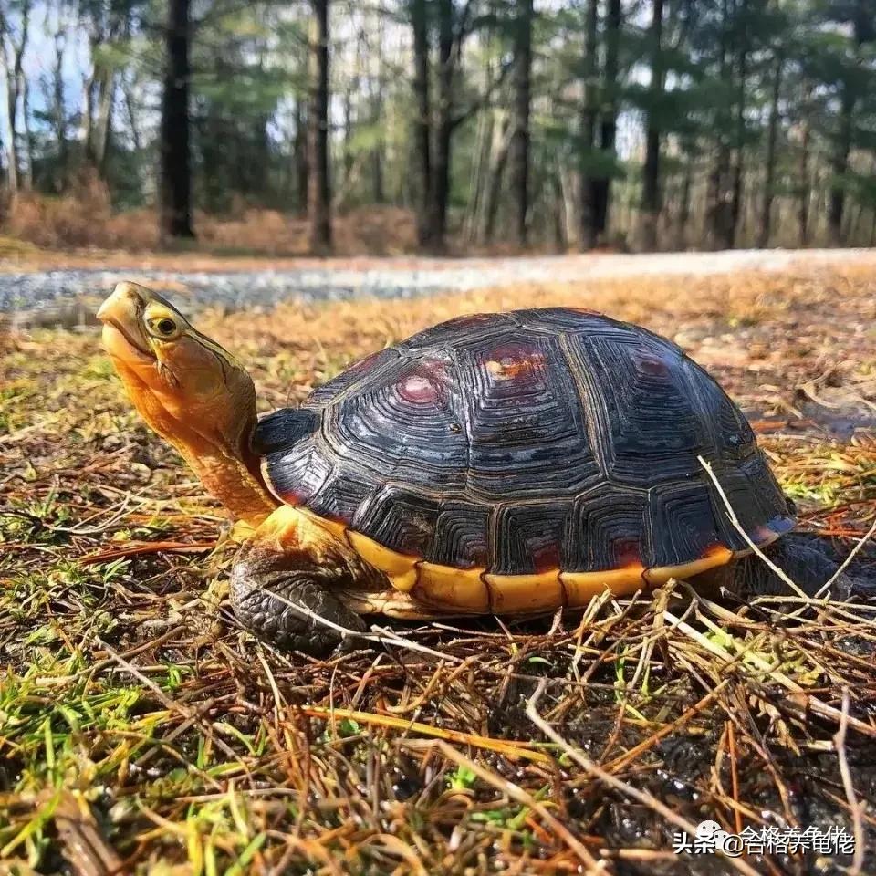 Keeping turtles should not be "generalized" iNEWS