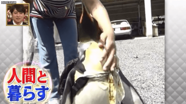 這只日本小鎮的網紅企鵝，每天最愛的事是背包去魚店討魚吃～