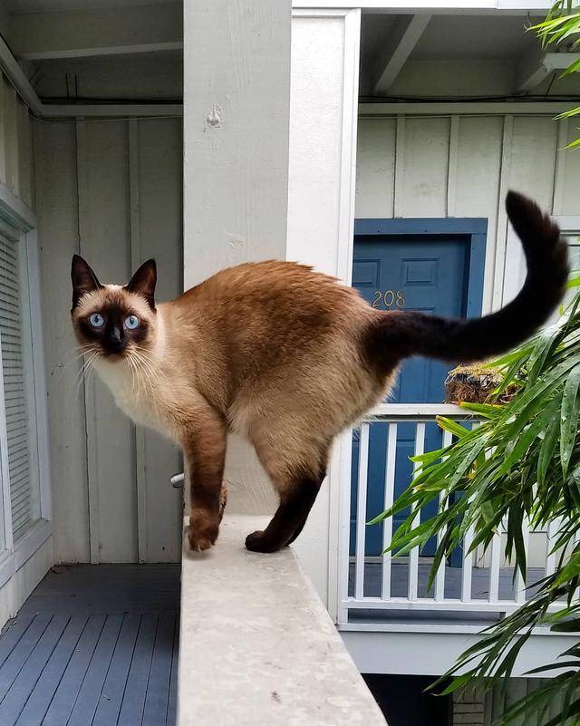 Cat IQ Ranking The 6 smartest cats, where do you rank in your family