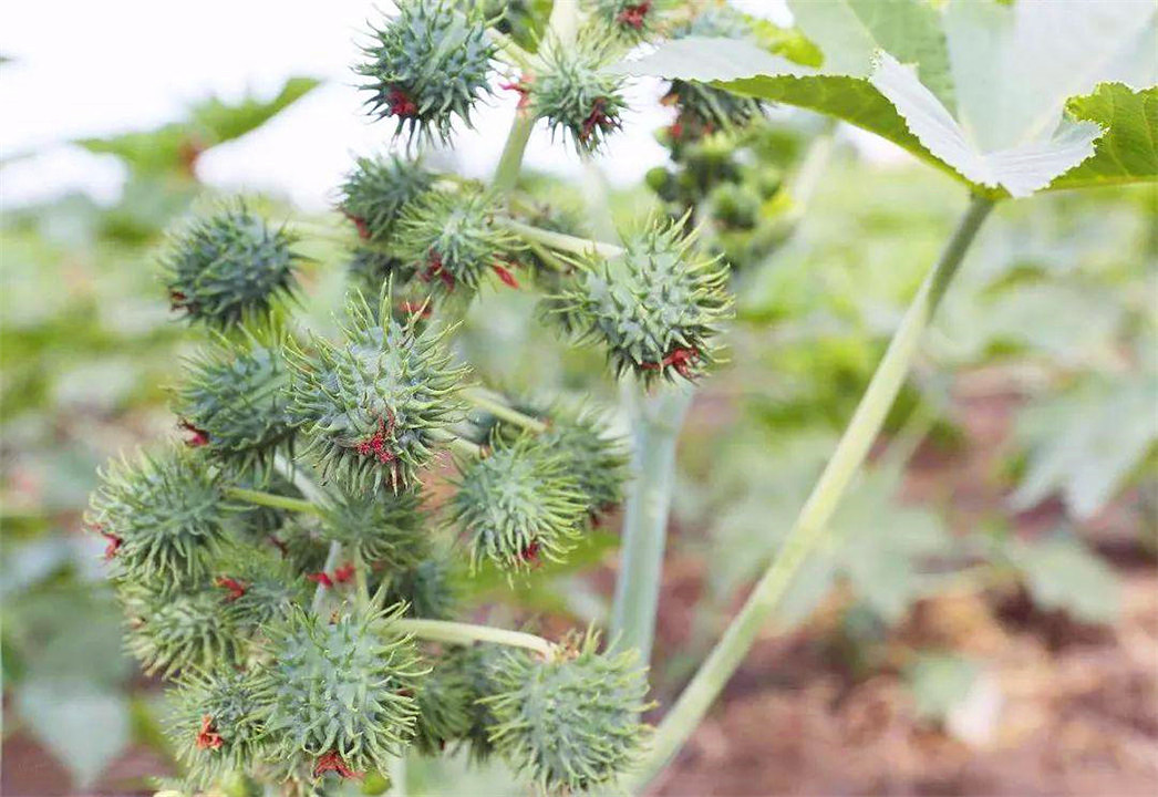 Foreign invasion plant castor, contains deadly toxins, many people have ...