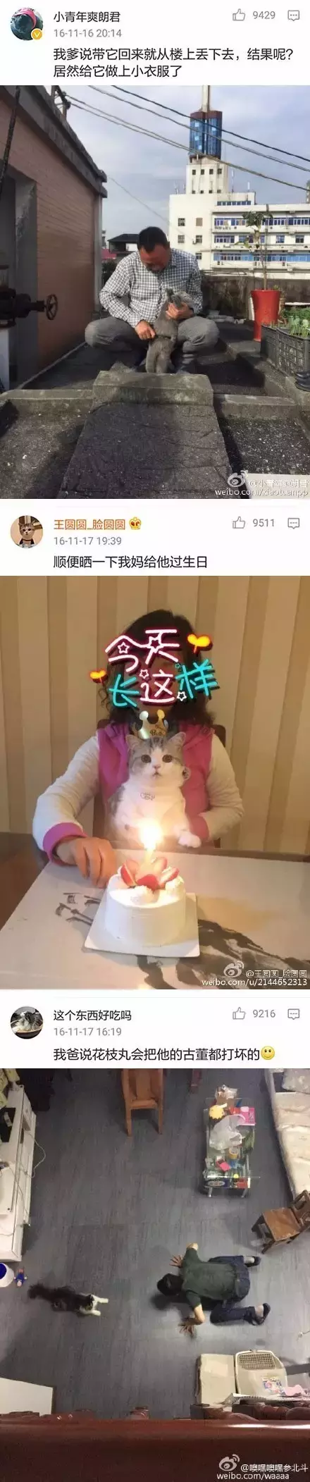 为什么很多父母反对孩子养猫？怎样说服他们？