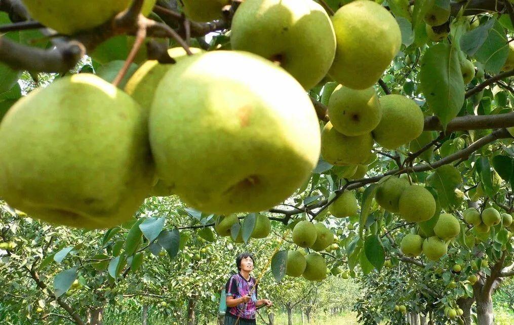 “阻碍”孩子发育的3种水果找到，父母尽量少给娃吃，不妨了解下