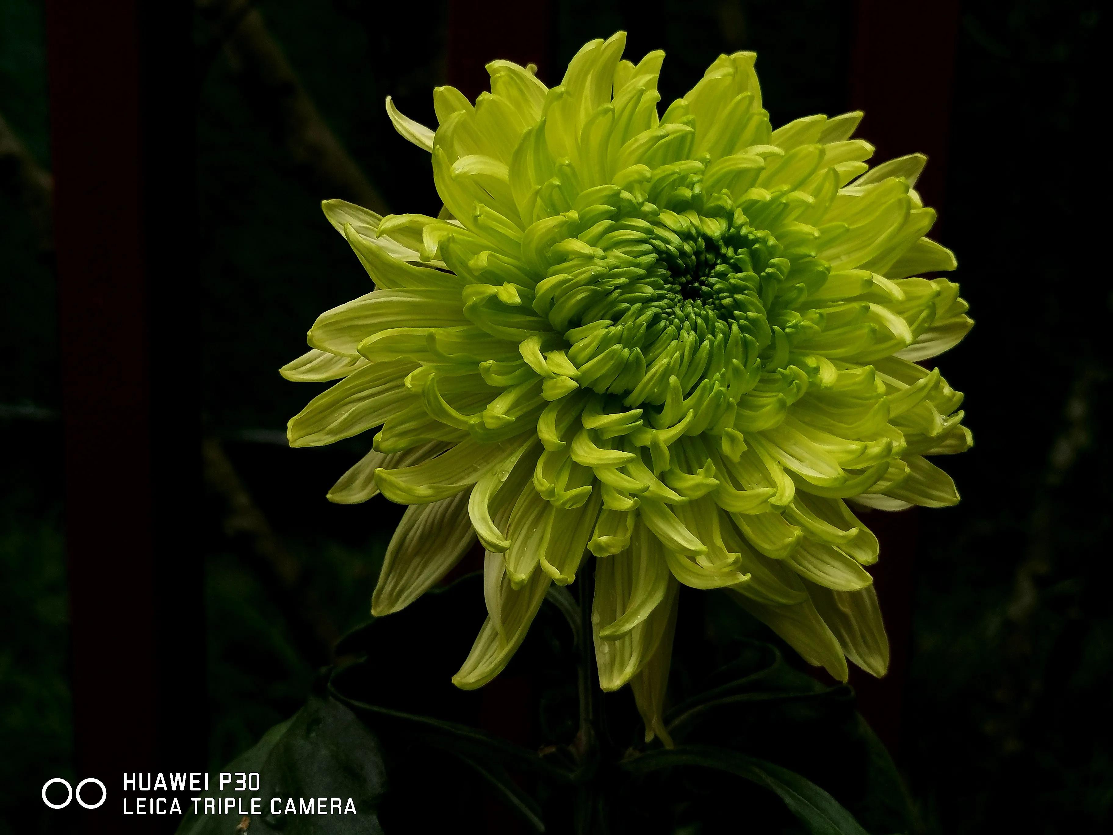 Hundred Years of Chrysanthemum Rhyme City iNEWS