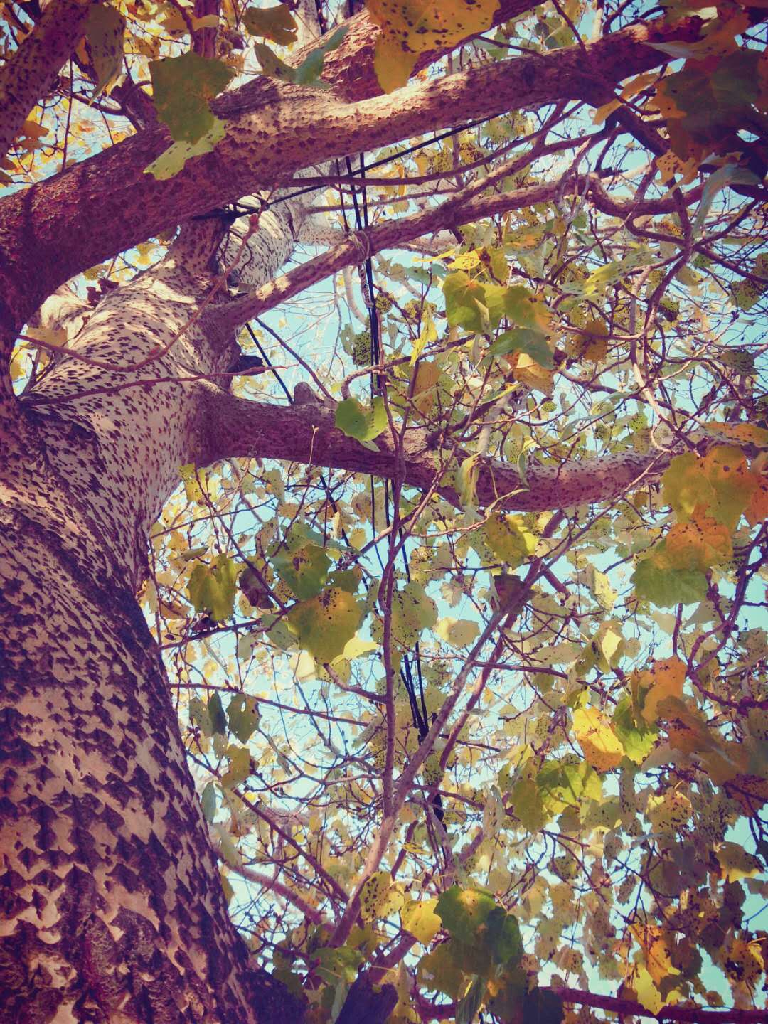 散文，静坐时光里，看悄悄溜走的秋季