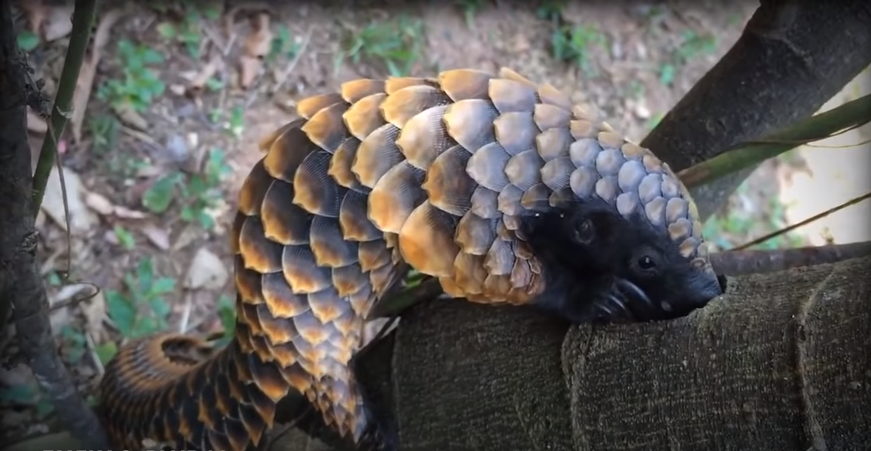 被吃成國家一級保護的動物，究竟該誰為它們買單？