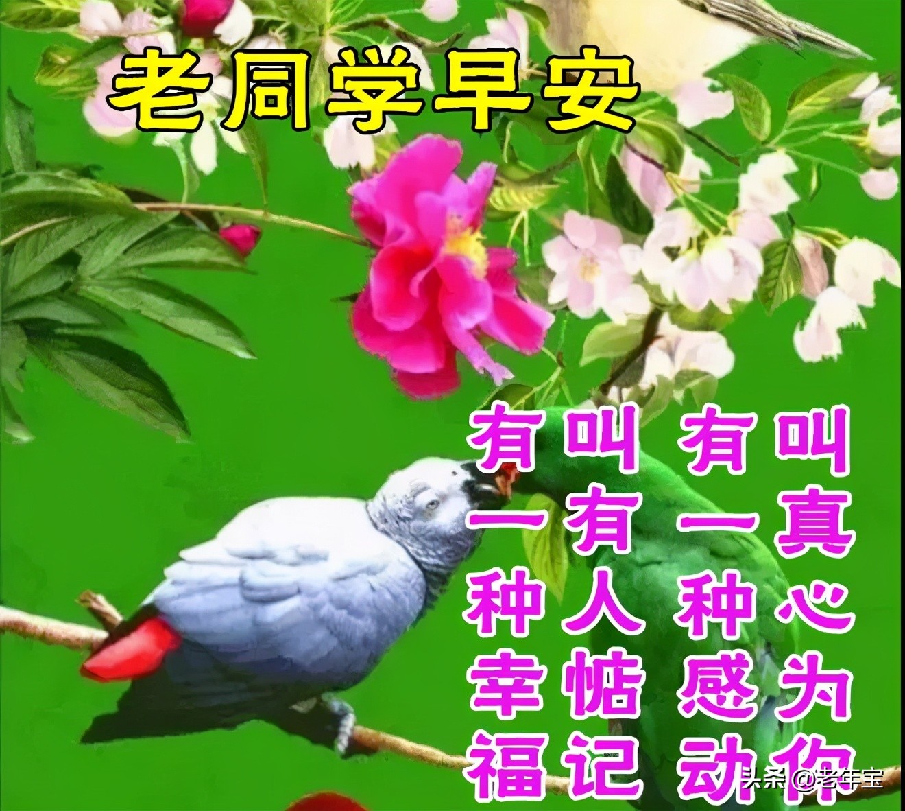 最新周三早上好表情图片  周三早上好问候语图片图片