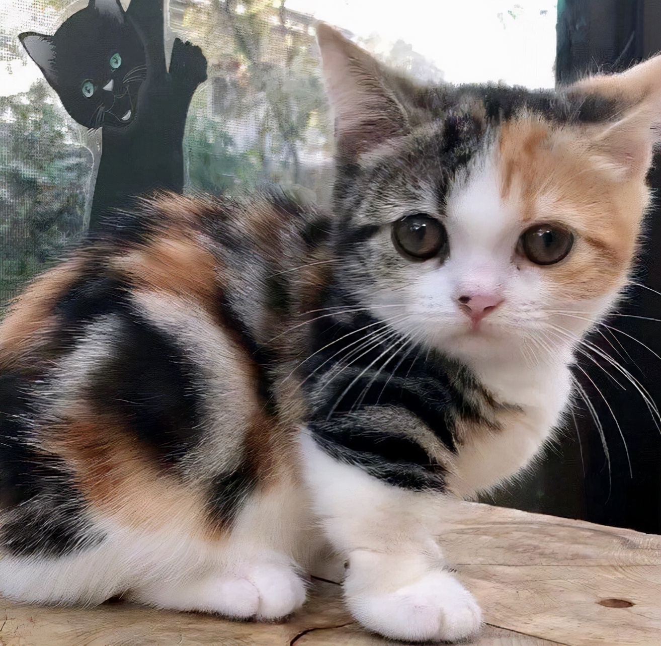 为什么越来越多人养 三花猫 网友 养了之后就不想换猫了 资讯咖