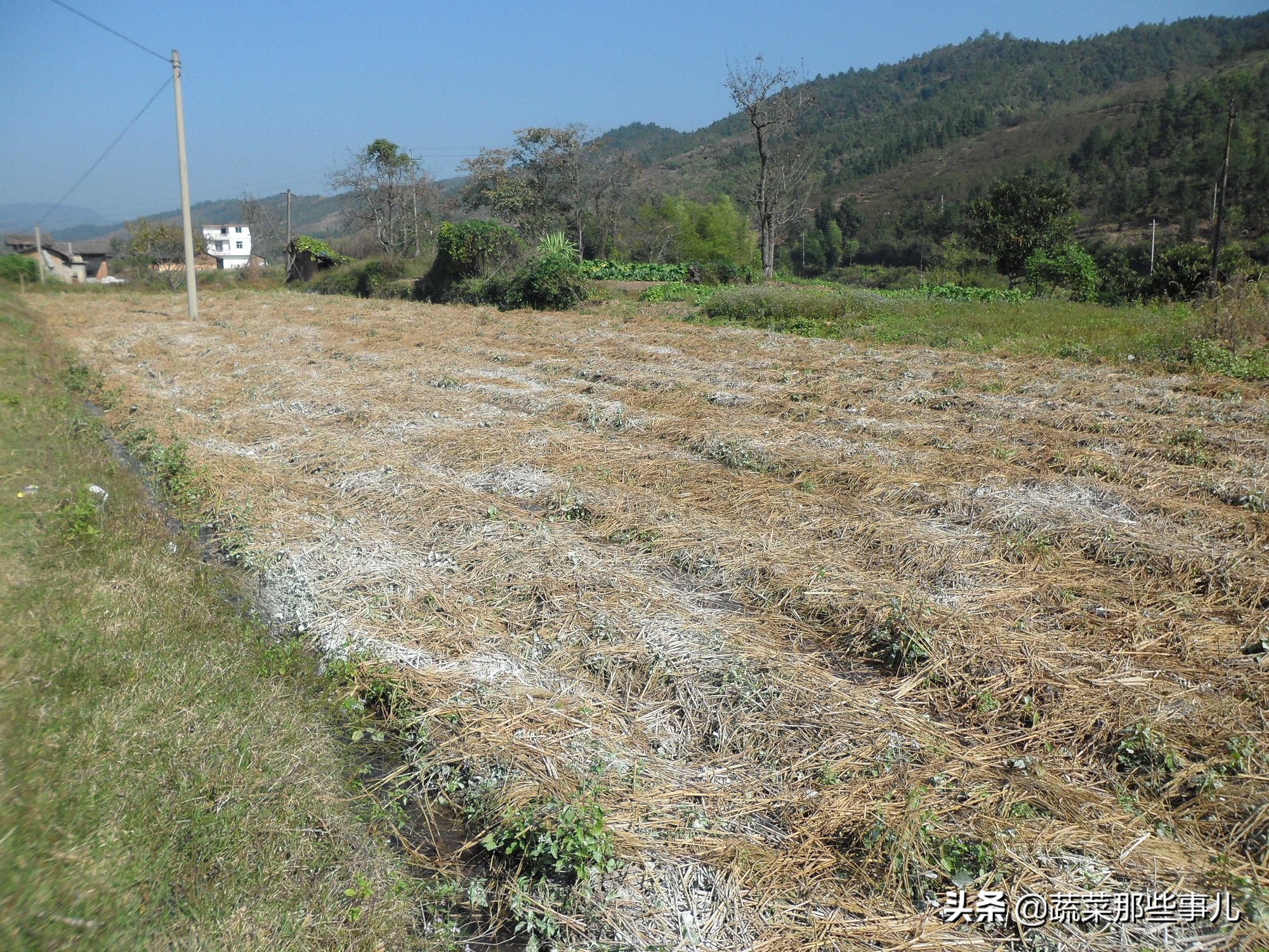 生石灰用途广，杀菌杀虫、改良土壤具体应该怎么用？