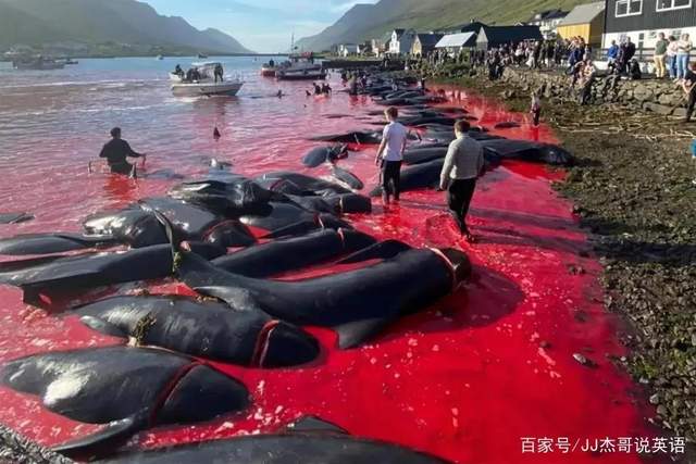 丹麦当代的“捕鲸节”，该换换形式了