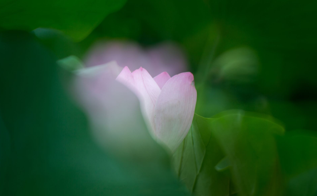 唐诗中的夏天，感受诗词中夏日之美