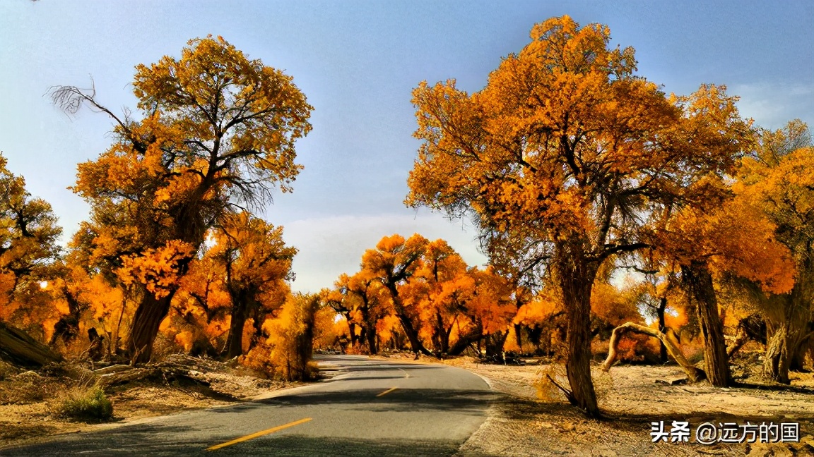 Chinese Populus euphratica looks to Xinjiang, which one is better?  ~ Populus euphratica forest in Tarim (1)