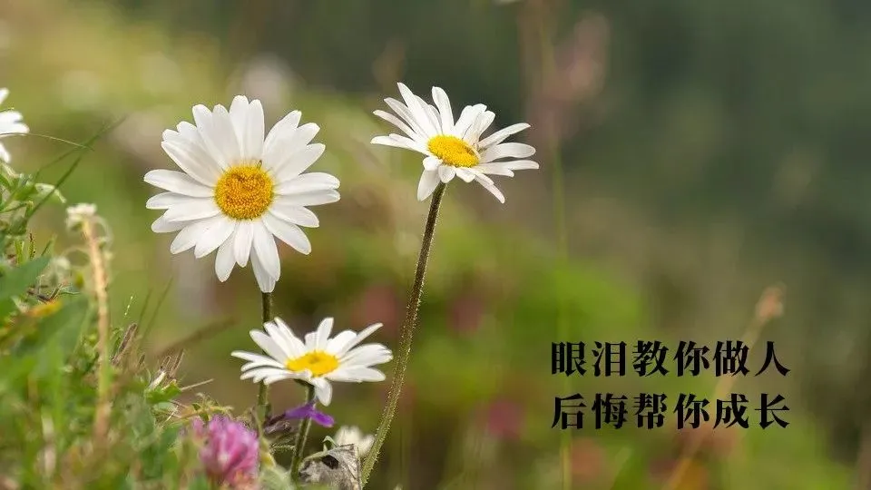 正能早上好祝福动态表情图片 最新版早晨好问候文案朋友圈图片