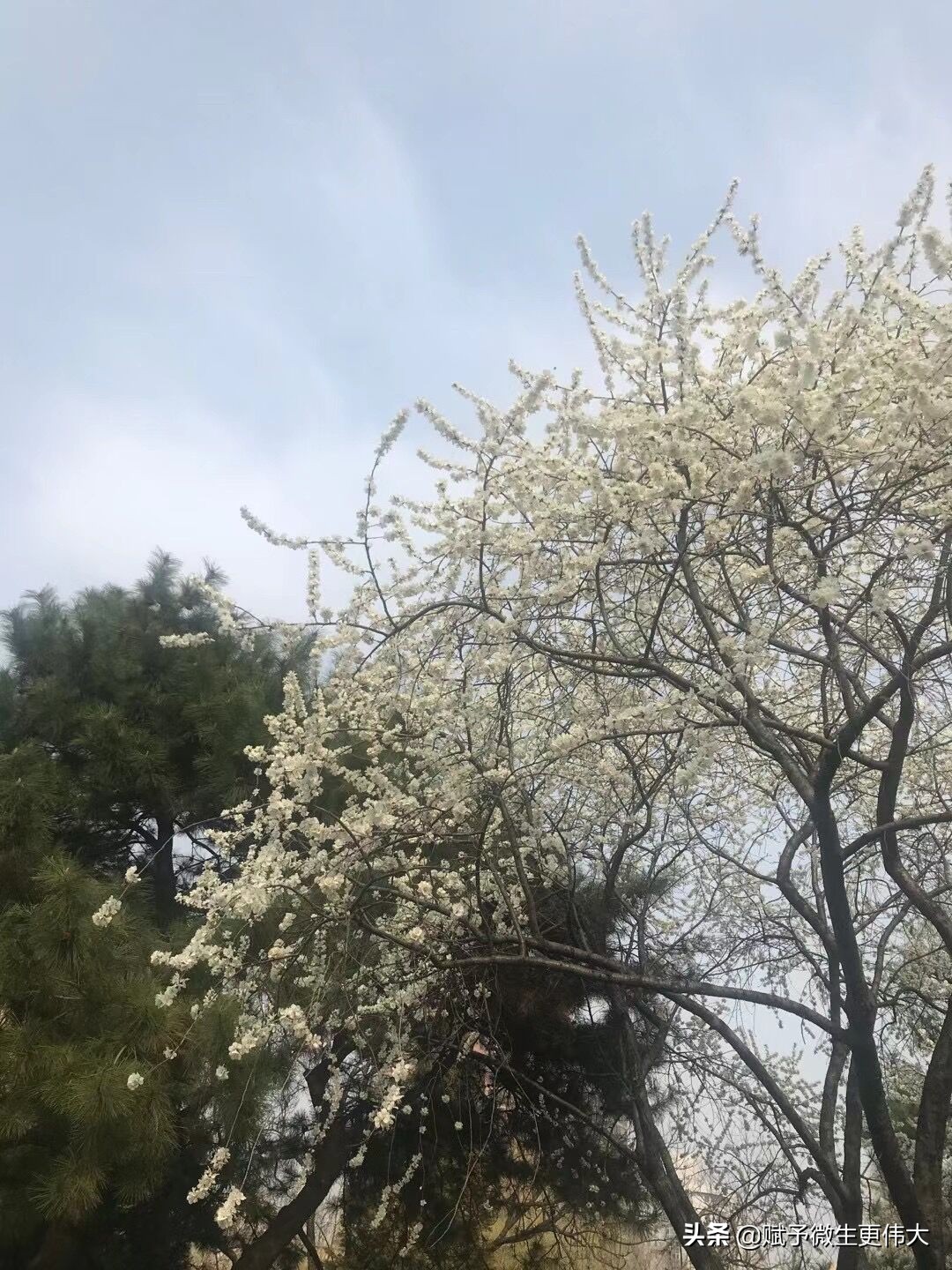 二月开——又是一年斗芬芳