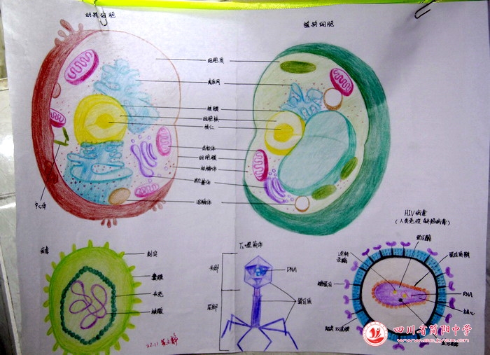 四川省简阳中学怎么样?首届生物学科节(图40)