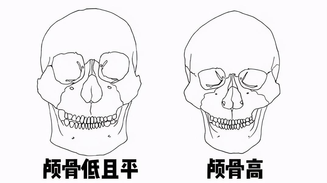 颅顶位置图片图片