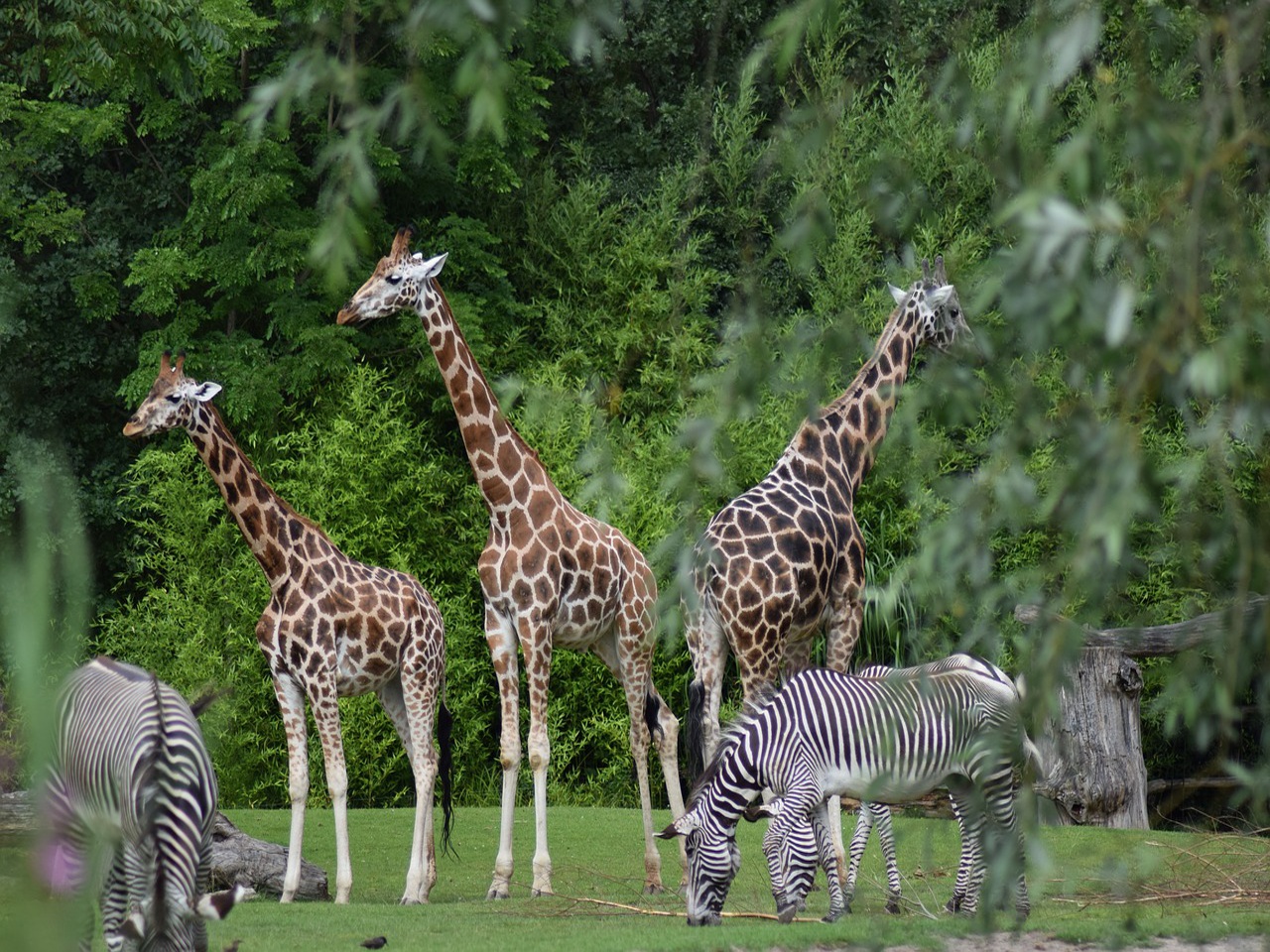 看百科学英语：Giraffe长颈鹿