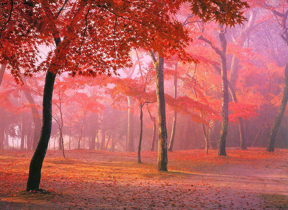 9月适合秋季欣赏落叶的6个城市，摄影师的宝地，你去过哪里？